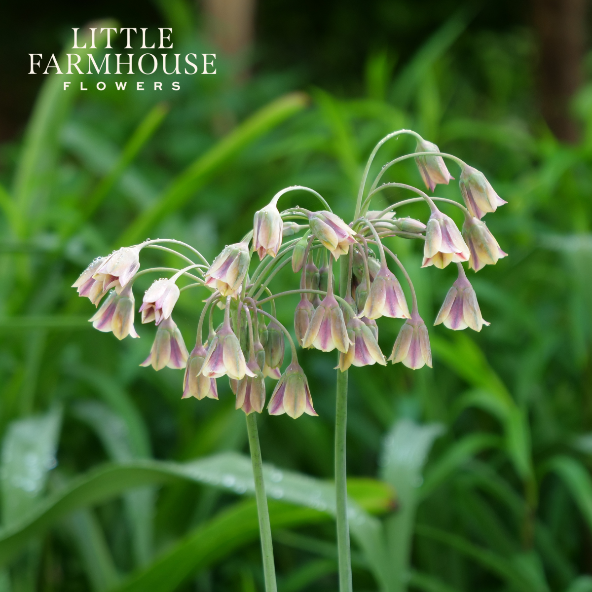 Flower Feature: Allium — little farmhouse flowers